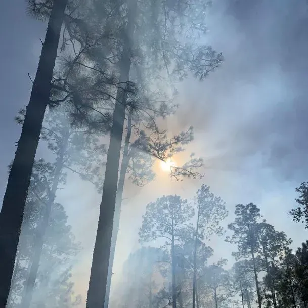 thumbnail for publication: See Smoke? Smell Smoke? Be in the Know.